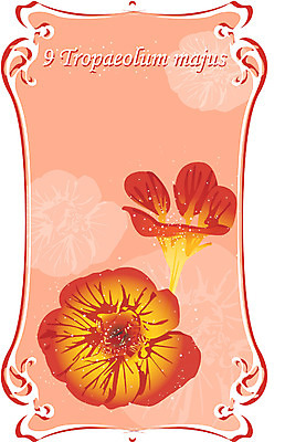 EPS 식물 꽃 컬러 백그라운드 일러스트 자연 가을꽃 사람없음 주황색 9월 진홍색 탄생화 한련화 국내일러스트 빨간색 날짜 생태계 파일형식 벡터 가을_계절