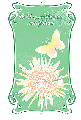 EPS 식물 꽃 컬러 나비 백그라운드 일러스트 자연 국화 가을꽃 사람없음 흰색 10월 탄생화 국내일러스트 곤충 날짜 생태계 파일형식 벡터 가을_계절