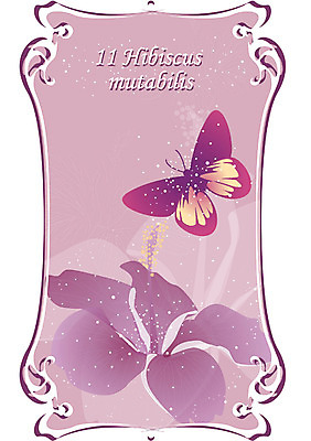 EPS 식물 꽃 컬러 나비 백그라운드 일러스트 자연 가을꽃 사람없음 보라색 11월 부용 탄생화 히비스커스 국내일러스트 곤충 날짜 생태계 파일형식 벡터 가을_계절