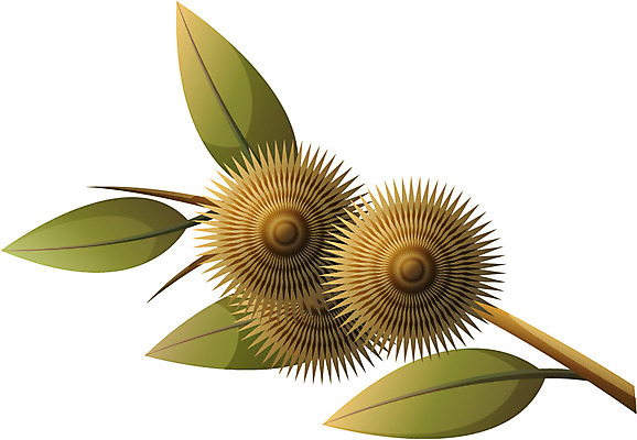 EPS 식물 아이콘 계절 명절 열매 한국 사람없음 추석 견과류 가을 밤 밤송이 2D아이콘 전통 기념일 아시아 밤_견과류 파일형식 벡터