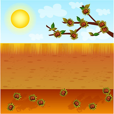 EPS 주간 시설물 계절 명절 현대건축 건축 백그라운드 일러스트 한국 풍경 사람없음 야외 담장 태양 추석 축제 가을 건축부분 밤송이 밤나무 가을배경 국내일러스트 자연요소 나무 전통 건축물 기념일 아시아 밤_견과류 파일형식 벡터 가을_계절