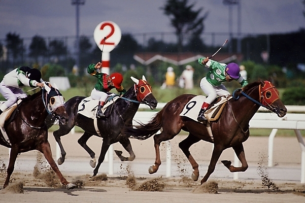 포토 JPG 주간 동물 육지동물 남자 스포츠 올림픽 포유류 하계올림픽 사람 경기 여러명 야외 레포츠 말_동물 기수 경마 경마장 남자만 국내포토 자연요소 다수 레저 파일형식