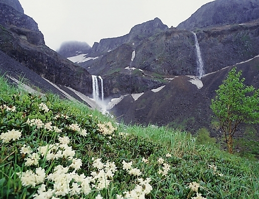 포토 JPG 주간 꽃 자연 산 풍경 사람없음 야외 폭포 백두산 국내포토 자연요소 식물 생태계 파일형식