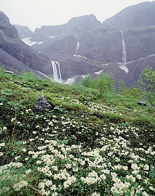 포토 JPG 주간 꽃 자연 산 풍경 사람없음 야외 백두산 국내포토 자연요소 식물 생태계 파일형식