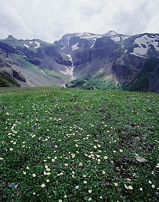 포토 JPG 주간 꽃 자연 산 풍경 사람없음 야외 백두산 두메양귀비 국내포토 자연요소 식물 생태계 파일형식
