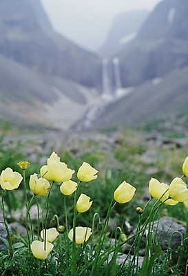 포토 JPG 주간 꽃 자연 산 풍경 사람없음 야외 양귀비 백두산 국내포토 자연요소 식물 생태계 파일형식