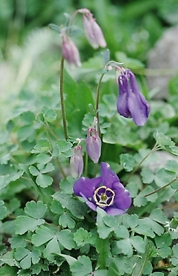 포토 JPG 주간 식물 꽃 여러송이 봄꽃 자연 사람없음 야외 들꽃 매발톱꽃 국내포토 자연요소 다수 봄 생태계 파일형식