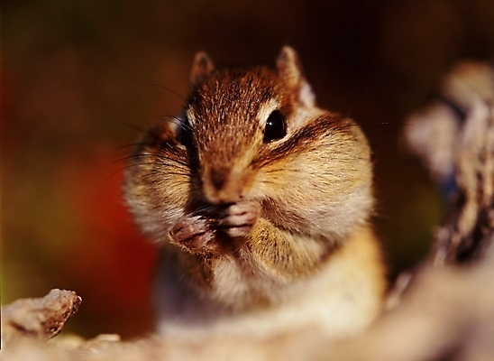 포토 JPG 주간 동물 척추동물 육지동물 야생동물 포유류 사람없음 다람쥐 국내포토 자연요소 설치류 파일형식
