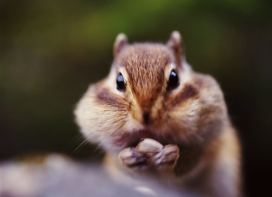 포토 JPG 주간 동물 척추동물 육지동물 야생동물 포유류 사람없음 다람쥐 국내포토 자연요소 설치류 파일형식