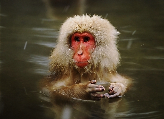 포토 JPG 주간 동물 척추동물 육지동물 야생동물 포유류 사람없음 야외 원숭이 일본원숭이 국내포토 자연요소 파일형식