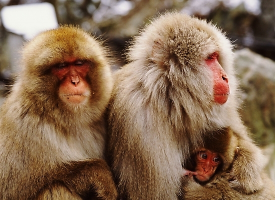 포토 JPG 주간 동물 척추동물 육지동물 야생동물 새끼 포유류 사람없음 야외 원숭이 어미 일본원숭이 국내포토 자연요소 파일형식