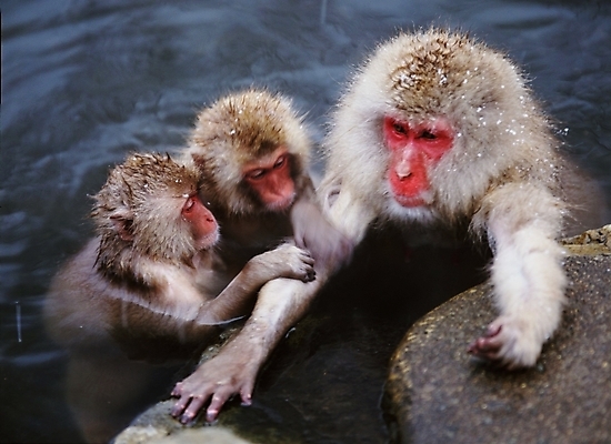 포토 JPG 주간 동물 척추동물 육지동물 야생동물 포유류 사람없음 야외 원숭이 일본원숭이 국내포토 자연요소 파일형식
