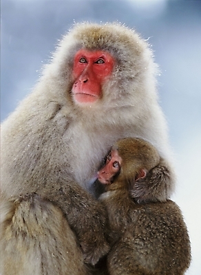 포토 JPG 주간 동물 척추동물 육지동물 야생동물 새끼 포유류 사람없음 야외 원숭이 어미 일본원숭이 국내포토 자연요소 파일형식