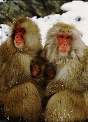 포토 JPG 주간 동물 척추동물 육지동물 야생동물 새끼 포유류 사람없음 야외 원숭이 어미 일본원숭이 국내포토 자연요소 파일형식
