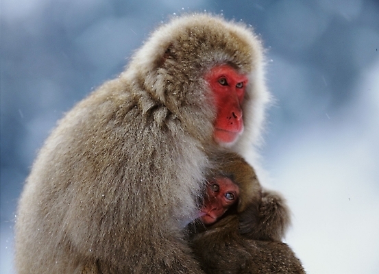 포토 JPG 주간 동물 척추동물 육지동물 야생동물 새끼 포유류 사람없음 야외 원숭이 어미 일본원숭이 국내포토 자연요소 파일형식