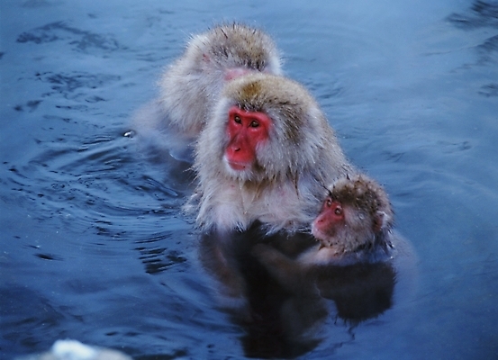 포토 JPG 주간 동물 척추동물 육지동물 야생동물 포유류 사람없음 야외 원숭이 일본원숭이 국내포토 자연요소 파일형식
