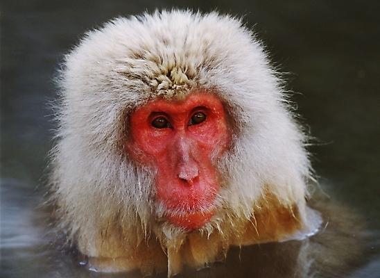 포토 JPG 주간 동물 척추동물 육지동물 야생동물 포유류 사람없음 야외 원숭이 일본원숭이 국내포토 자연요소 파일형식