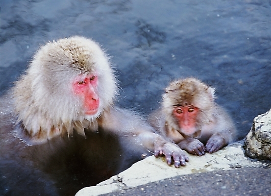 포토 JPG 주간 동물 척추동물 육지동물 야생동물 포유류 사람없음 야외 원숭이 일본원숭이 국내포토 자연요소 파일형식