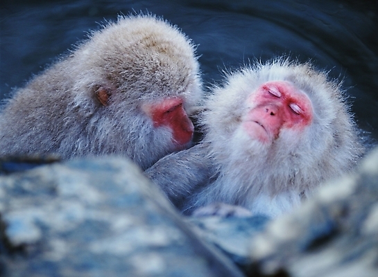 포토 JPG 주간 동물 척추동물 육지동물 야생동물 포유류 사람없음 야외 원숭이 일본원숭이 국내포토 자연요소 파일형식