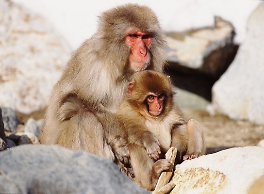 포토 JPG 주간 동물 척추동물 육지동물 야생동물 새끼 포유류 사람없음 야외 원숭이 어미 일본원숭이 국내포토 자연요소 파일형식