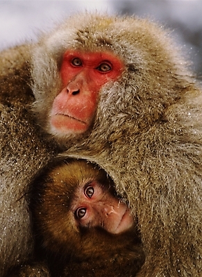 포토 JPG 주간 동물 척추동물 육지동물 야생동물 새끼 포유류 사람없음 야외 원숭이 어미 일본원숭이 국내포토 자연요소 파일형식