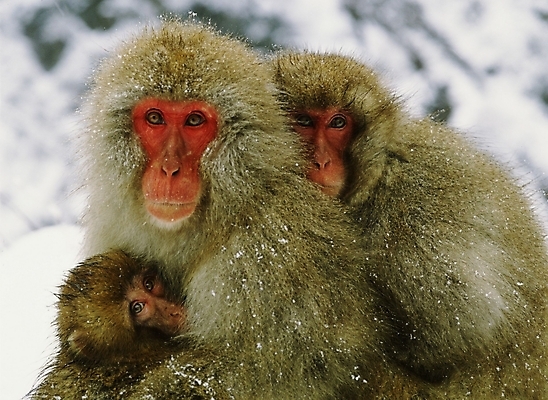 포토 JPG 주간 동물 척추동물 육지동물 야생동물 새끼 포유류 사람없음 야외 원숭이 어미 일본원숭이 국내포토 자연요소 파일형식