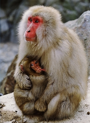 포토 JPG 주간 동물 척추동물 육지동물 야생동물 포유류 사람없음 야외 원숭이 일본원숭이 국내포토 자연요소 파일형식