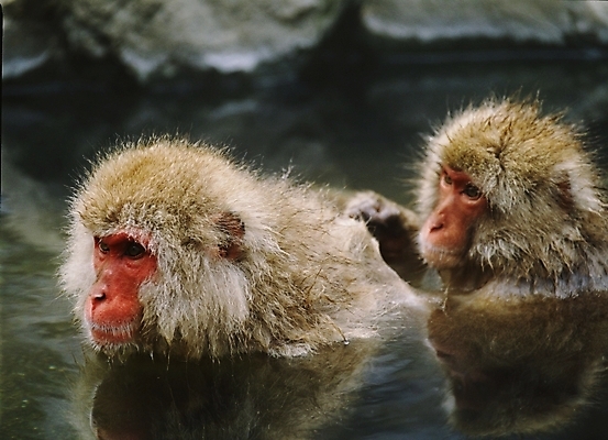 포토 JPG 주간 동물 척추동물 육지동물 야생동물 포유류 사람없음 야외 원숭이 일본원숭이 국내포토 자연요소 파일형식
