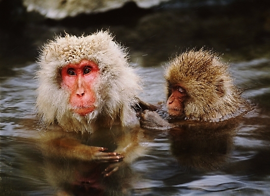 포토 JPG 주간 동물 척추동물 육지동물 야생동물 포유류 사람없음 야외 원숭이 일본원숭이 국내포토 자연요소 파일형식