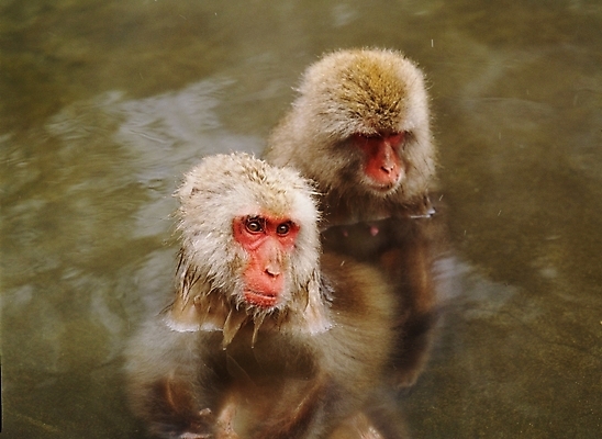 포토 JPG 주간 동물 척추동물 육지동물 야생동물 포유류 사람없음 야외 원숭이 일본원숭이 국내포토 자연요소 파일형식