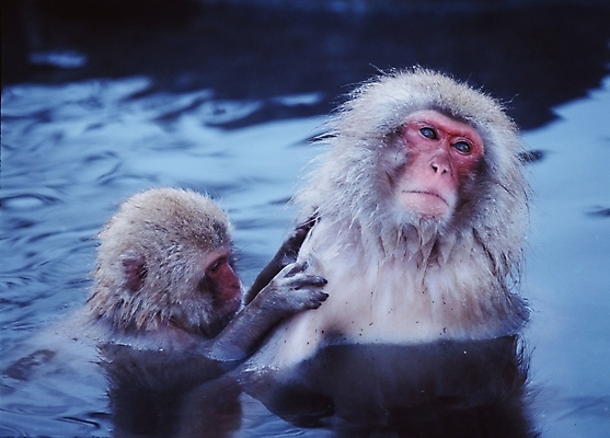 포토 JPG 주간 동물 척추동물 육지동물 야생동물 포유류 사람없음 야외 원숭이 일본원숭이 국내포토 자연요소 파일형식