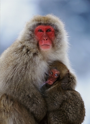 포토 JPG 주간 동물 척추동물 육지동물 야생동물 새끼 포유류 사람없음 야외 원숭이 어미 일본원숭이 국내포토 자연요소 파일형식