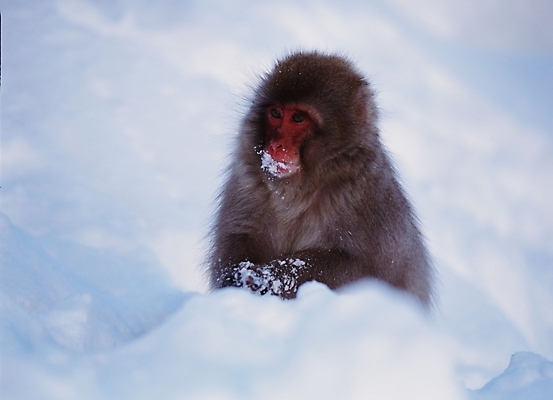 포토 JPG 주간 동물 척추동물 육지동물 야생동물 포유류 사람없음 야외 원숭이 일본원숭이 국내포토 자연요소 파일형식