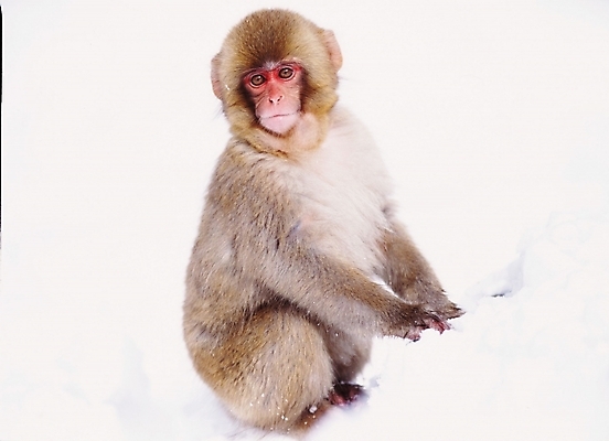 포토 JPG 주간 동물 척추동물 육지동물 야생동물 포유류 사람없음 야외 원숭이 일본원숭이 국내포토 자연요소 파일형식