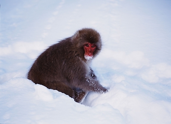포토 JPG 주간 동물 척추동물 육지동물 야생동물 포유류 사람없음 야외 원숭이 일본원숭이 국내포토 자연요소 파일형식