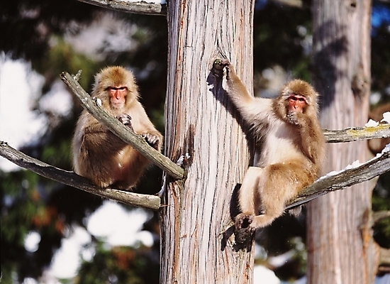포토 JPG 주간 동물 척추동물 육지동물 야생동물 두마리 포유류 사람없음 야외 원숭이 일본원숭이 국내포토 자연요소 2 파일형식