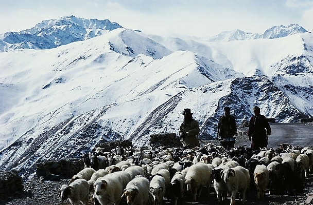 포토 JPG 주간 동물 척추동물 해외풍경 육지동물 아시아 외국문화 겨울 포유류 산 풍경 야외 세명 목장 양 축산업 네팔 양떼 네팔문화 국내포토 자연요소 동양문화 해외 계절 나라 산업 문화 사람 파일형식