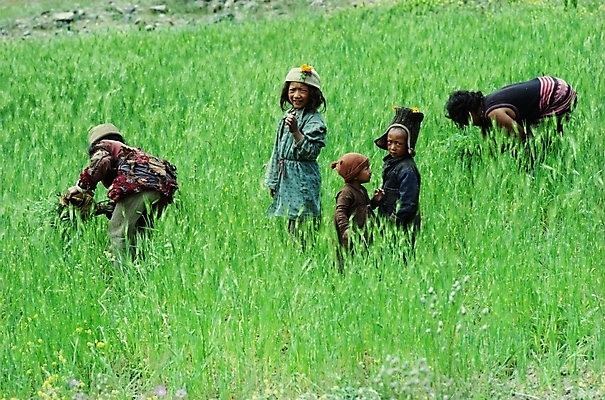포토 JPG 주간 해외풍경 여자 남자 아시아 어린이 외국문화 밭 사람 풍경 초원 여러명 야외 네팔 네팔문화 어린이만 국내포토 자연요소 동양문화 해외 나라 문화 다수 농업 파일형식