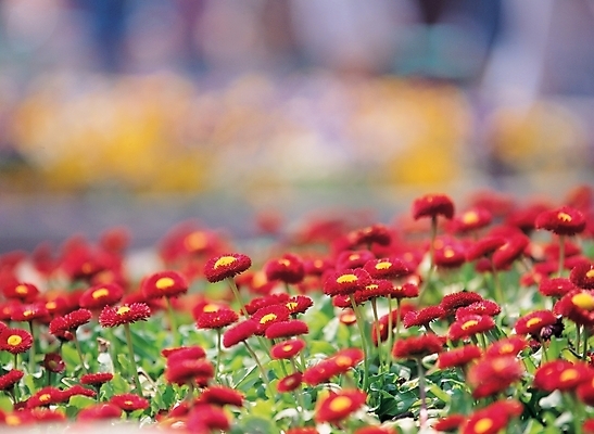 포토 JPG 주간 식물 공원 꽃 배경화면 여러송이 백그라운드 꽃밭 자연 풍경 사람없음 야외 정원 도시 데이지 화단 국내포토 자연요소 공공시설 다수 생태계 파일형식