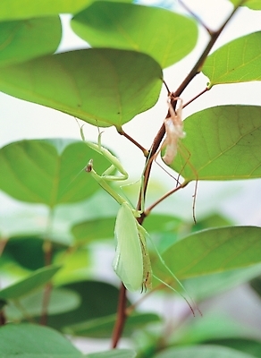 포토 JPG 주간 식물 동물 한마리 줄기 곤충 잎 절지류 자연 나뭇잎 사람없음 야외 사마귀 국내포토 자연요소 1 생태계 파일형식