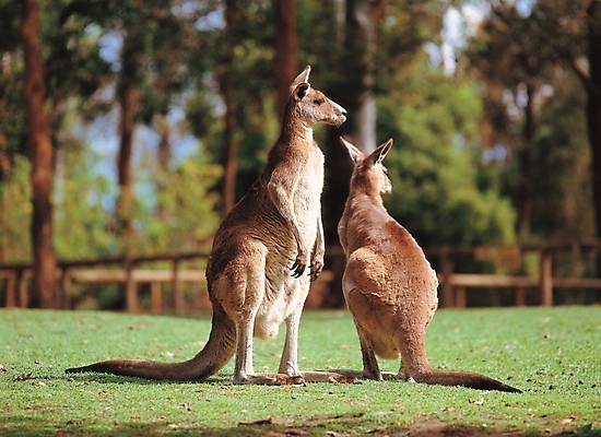 포토 JPG 주간 나무 식물 동물 척추동물 해외풍경 육지동물 공원 야생동물 두마리 포유류 잔디 초원 사람없음 야외 숲 캥거루 국내포토 자연요소 해외 공공시설 2 풍경 파일형식