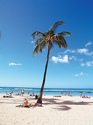 포토 JPG 주간 나무 식물 구름 해외풍경 사계절 계절 파도 바다 여행 자연 하늘 휴식 사람 풍경 여러명 해변 야외 여름 관광지 모래사장 야자수 휴양지 국내포토 자연요소 해외 다수 컨셉 장소 생태계 파일형식