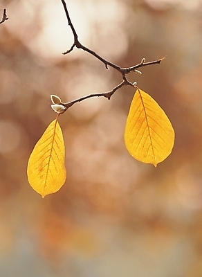 포토 JPG 주간 나무 식물 배경화면 백그라운드 잎 자연 나뭇잎 풍경 사람없음 야외 새싹 가을 나뭇가지 국내포토 자연요소 계절 생태계 파일형식