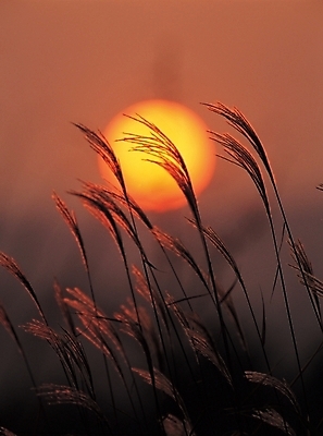 포토 JPG 주간 식물 계절 배경화면 백그라운드 자연현상 자연 갈대 풍경 사람없음 야외 태양 일출 노을 일몰 가을 억새 갈대숲 국내포토 자연요소 숲 생태계 파일형식 갈대_식물
