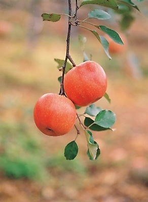 포토 JPG 주간 식물 열매 음식 배경화면 백그라운드 잎 과일 나뭇잎 풍경 사람없음 야외 농작물 두개 가을 나뭇가지 사과 과수원 사과나무 국내포토 자연요소 나무 계절 2 농업 파일형식