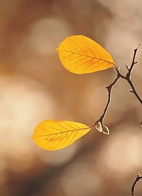 포토 JPG 주간 식물 배경화면 백그라운드 단풍 잎 자연 나뭇잎 풍경 사람없음 야외 새싹 가을 나뭇가지 국내포토 자연요소 나무 계절 생태계 파일형식