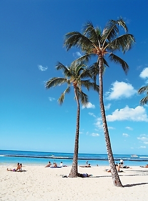 포토 JPG 주간 나무 식물 구름 해외풍경 사계절 계절 여유 파도 바다 여행 자연 하늘 휴가 사람 풍경 해변 야외 여름 모래사장 야자수 휴양지 국내포토 자연요소 해외 감정 장소 생태계 파일형식