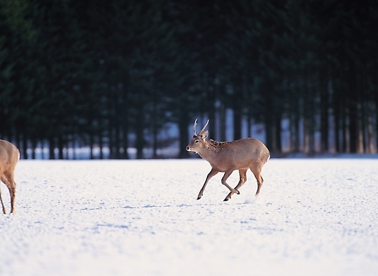 포토 JPG 주간 나무 식물 동물 척추동물 한마리 육지동물 계절 야생동물 겨울 포유류 사슴 산 사람없음 야외 눈 숲 국내포토 자연요소 1 날씨 파일형식