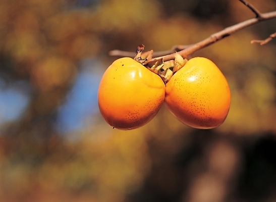 포토 JPG 주간 나무 식물 계절 열매 음식 배경화면 백그라운드 과일 감 풍경 사람없음 야외 농작물 두개 가을 나뭇가지 감나무 단감 국내포토 자연요소 2 농업 파일형식
