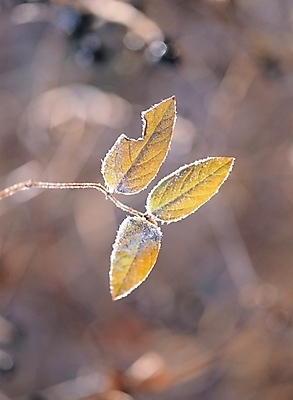 포토 JPG 주간 식물 사계절 계절 줄기 배경화면 백그라운드 잎 겨울 자연 나뭇잎 눈꽃 풍경 사람없음 야외 새싹 서리 입동 국내포토 자연요소 눈_날씨 절기 생태계 파일형식